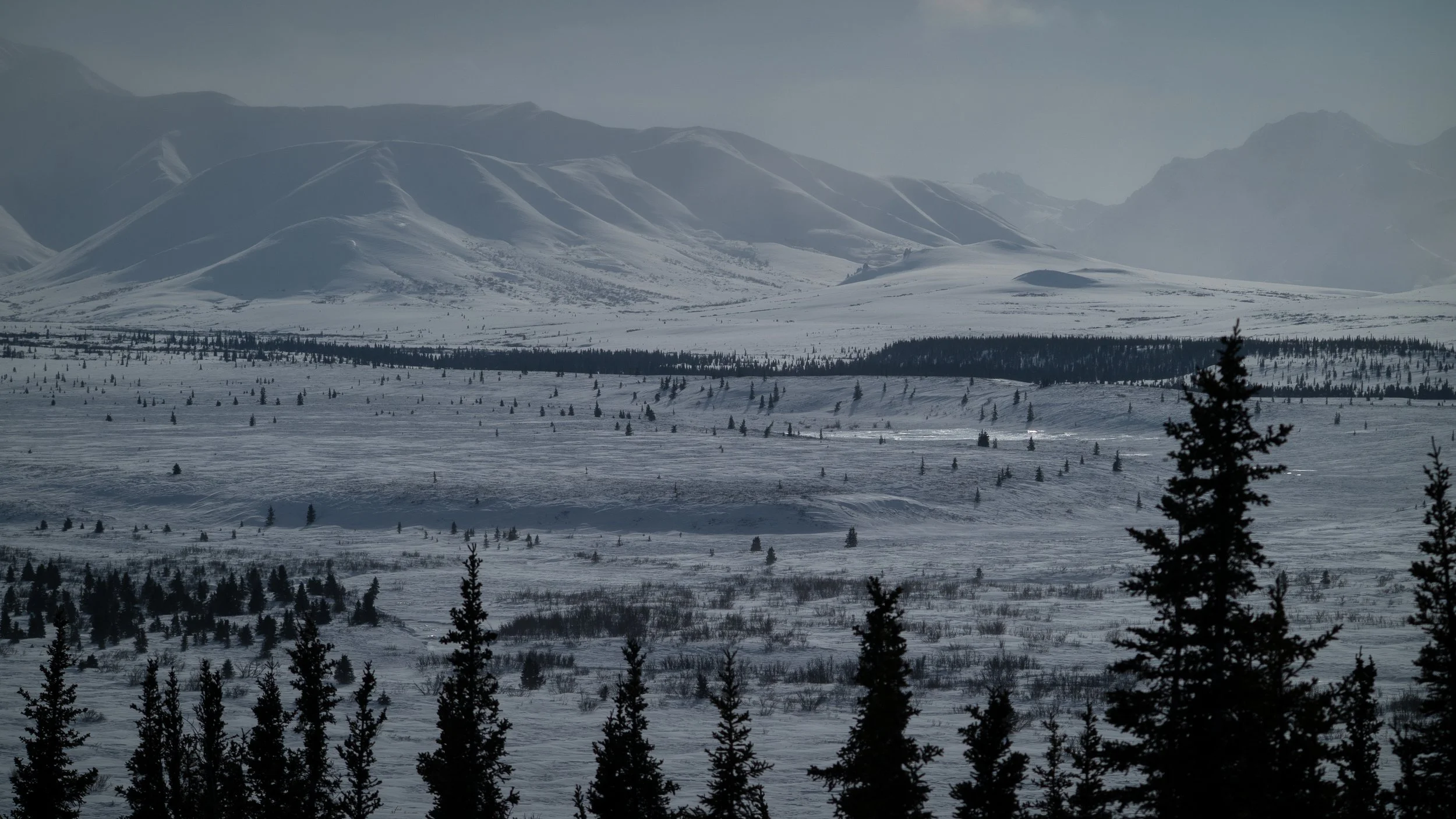 Lynx in Winter ~ Chapter 2 ~ — Nakashima Photography